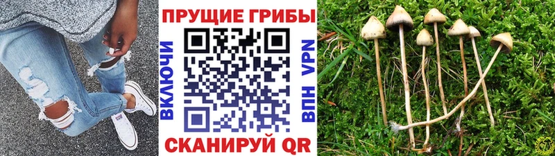 Псилоцибиновые грибы прущие грибы  Звенигород 